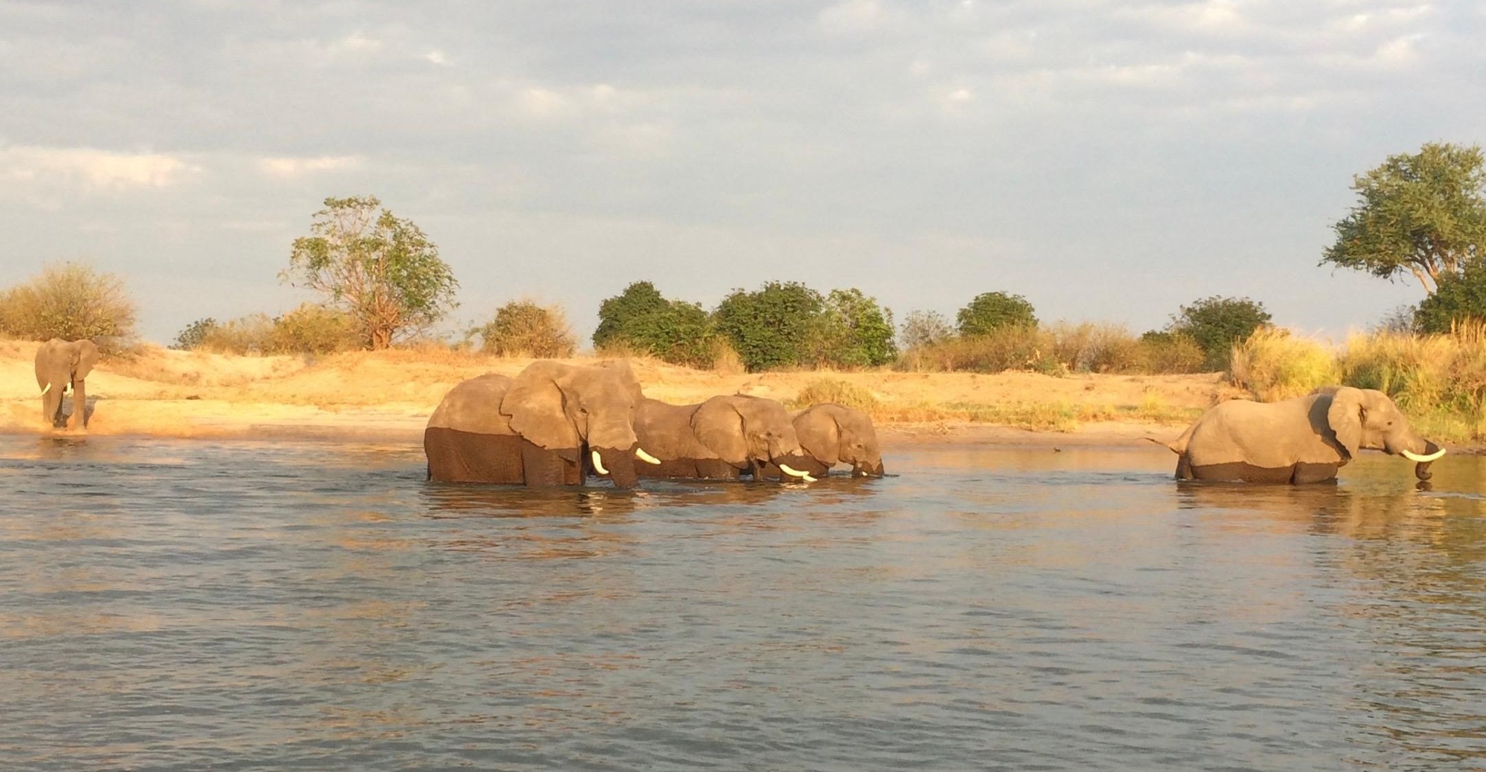Elephants crossing a river